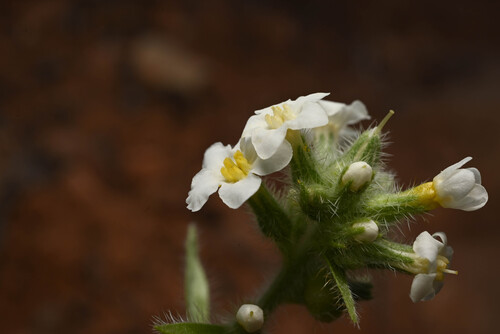 Capitate Cryptantha (Oreocarya capitata)