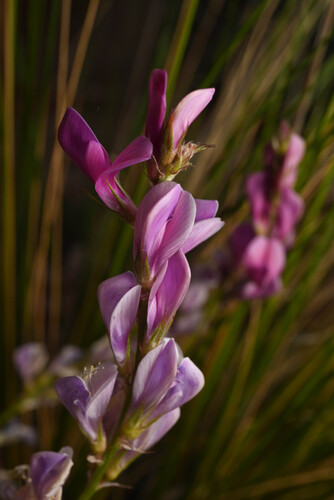 Boreal Sweet-vetch (Hedysarum boreale)