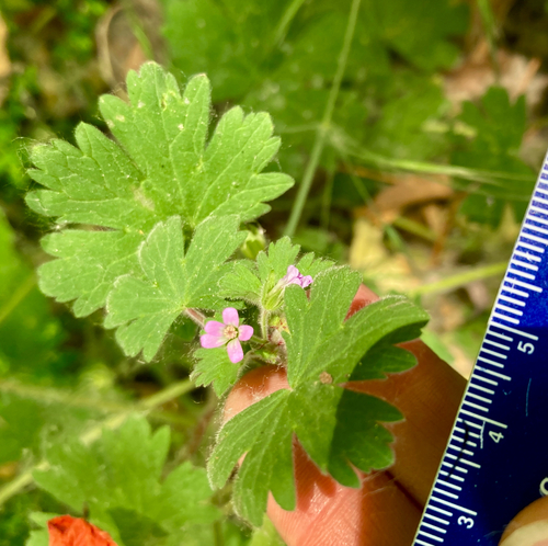 Round-Leaved Crane's-Bill (Geranium rotundifolium)