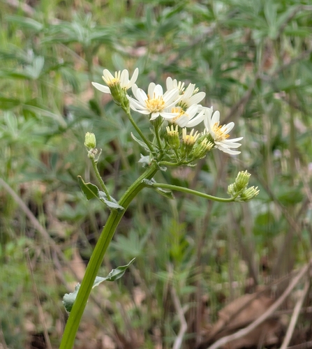 white western groundsel (Senecio integerrimus)