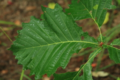 Quercus crispula