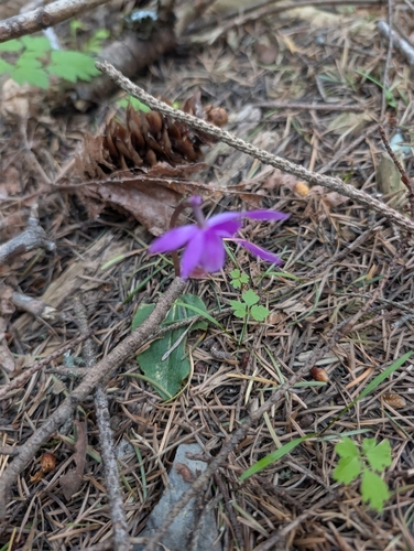 Fairy-slipper (Calypso bulbosa)