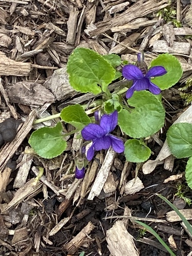 Sweet violet (Viola odorata)