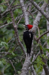 Lineated Woodpecker photo 5