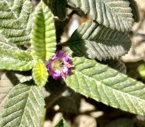 Melochia spicata, photograph 6