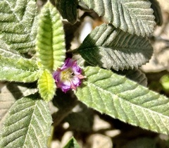 Melochia spicata, photograph (c) Suzana Ehlin Martins, some rights reserved (CC BY-SA)