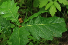 Quercus crispula