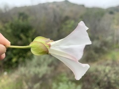 Calystegia macrostegia macrostegia