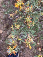 Acmispon dendroideus dendroideus