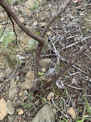 Acmispon dendroideus dendroideus