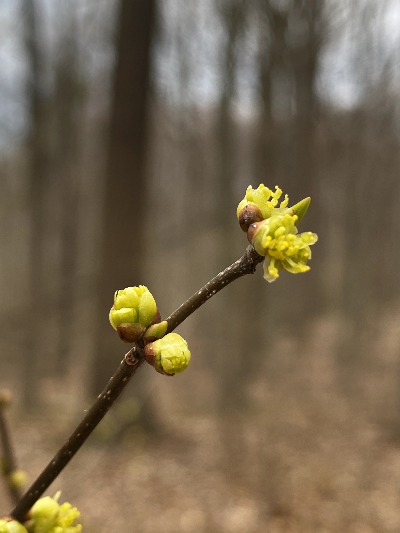 Northern Spicebush (Lindera benzoin)