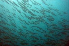 Sardinops sagax