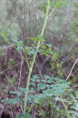 Thalictrum fendleri polycarpum