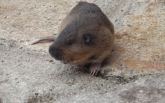 Thomomys umbrinus