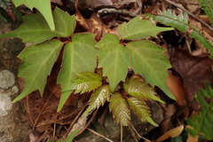 Toxicodendron orientale