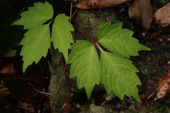 Toxicodendron orientale