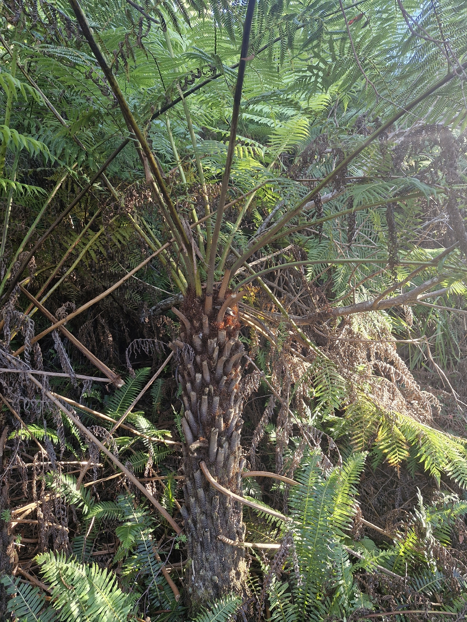 Rough Tree-Fern (Cyathea australis)