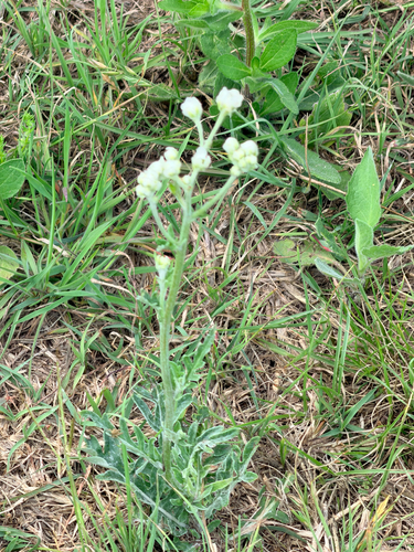 Old Plainsman (Hymenopappus artemisiifolius)