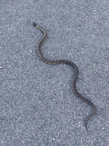 Desert Kingsnake