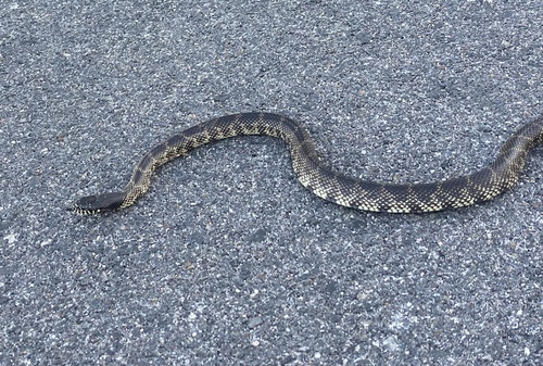 Desert Kingsnake