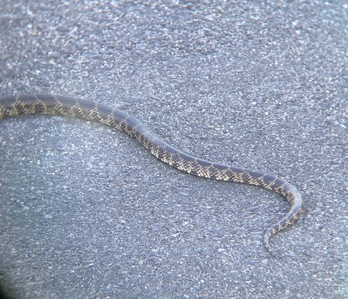 Desert Kingsnake