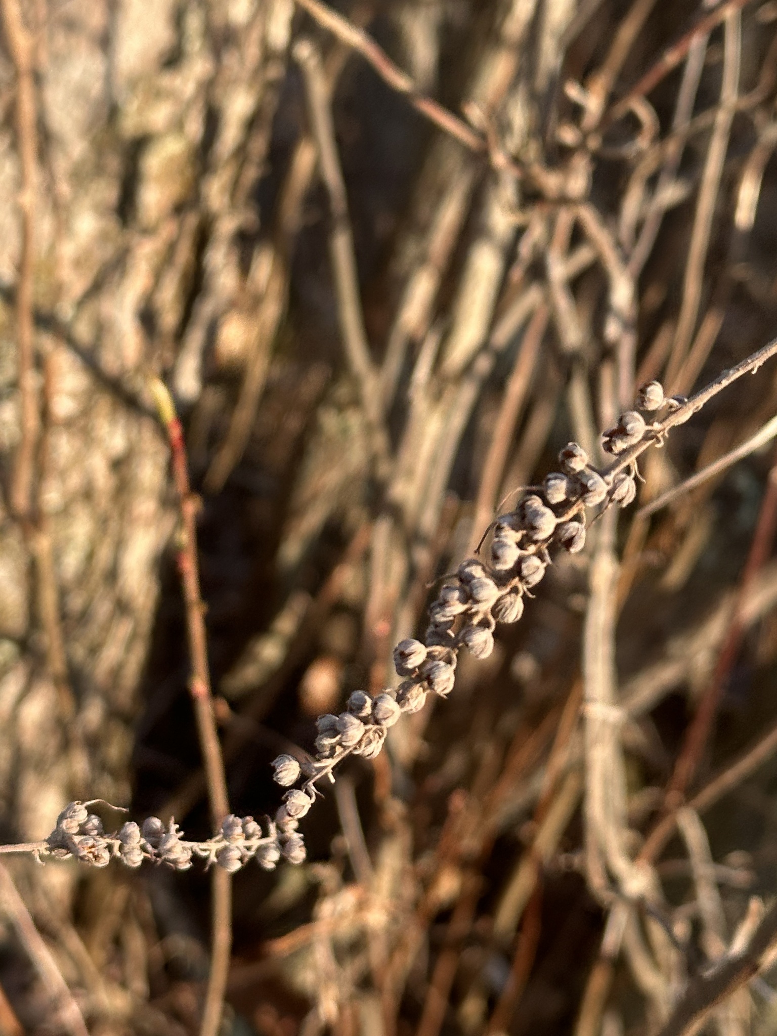 Coastal Sweetpepperbush (Clethra alnifolia)