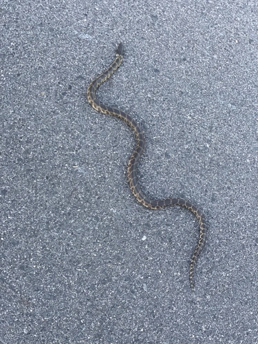 Desert Kingsnake