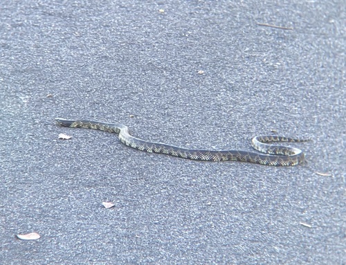 Desert Kingsnake