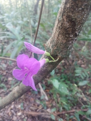 Fridericia floribunda