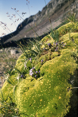 Thylacospermum caespitosum, photograph 5