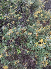 Acmispon dendroideus dendroideus