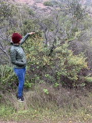 Acmispon dendroideus dendroideus