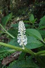 Phytolacca japonica