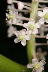 Phytolacca japonica