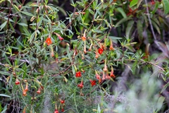 Diplacus × australis