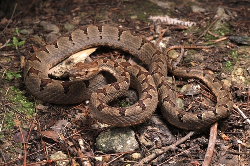 Protobothrops dabieshanensis