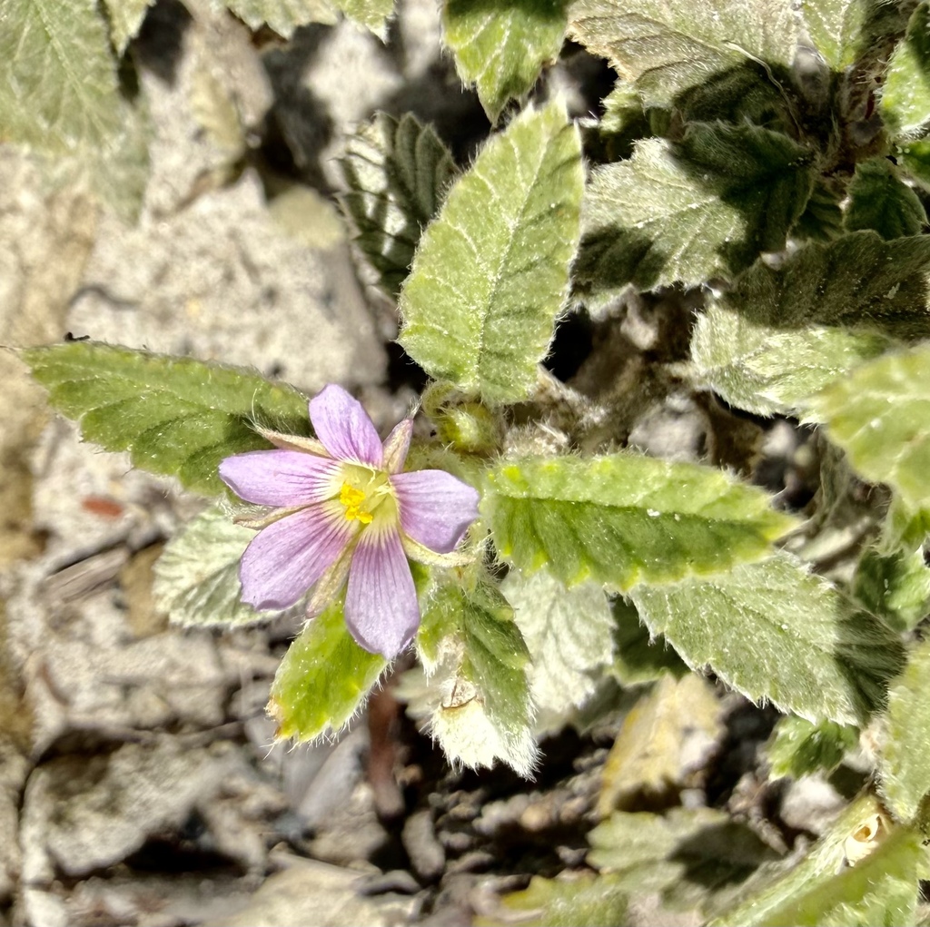 Melochia spicata; photograph (c) Suzana Ehlin Martins, some rights reserved (CC BY-SA)