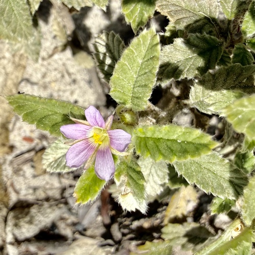 bretonica peluda (Melochia spicata)