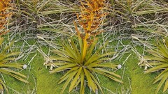 Aciphylla kirkii