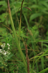 Carex cryptocarpa