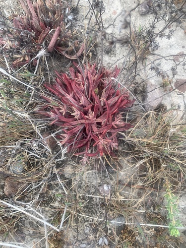 Dudleya nesiotica
