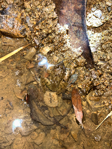 Limnonectes leytensis observed 2026-03-30