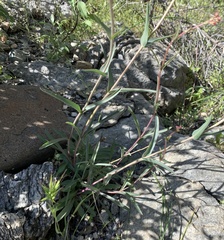 Penstemon subulatus