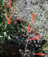 Penstemon subulatus