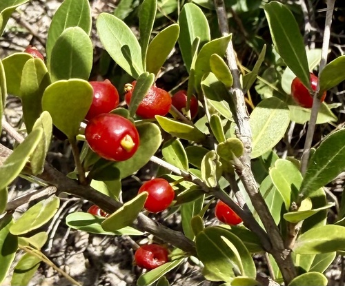 Eugenia punicifolia (Eugenia punicifolia)