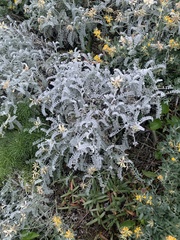 Astragalus miguelensis