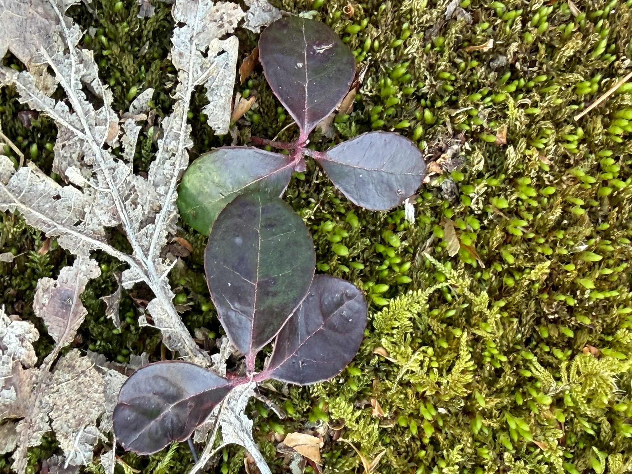 Eastern Teaberry (Gaultheria procumbens)