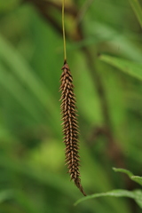 Carex cryptocarpa
