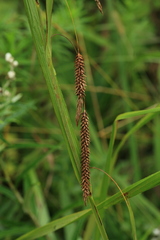 Carex cryptocarpa