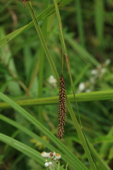 Carex cryptocarpa